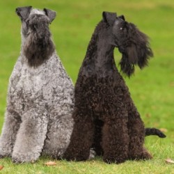 Some Information Regarding the Kerry Blue Terrier Pet Dog